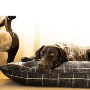 Noble | Canine Cloud - Indoor Napper (7-Day Leway) - Image 2